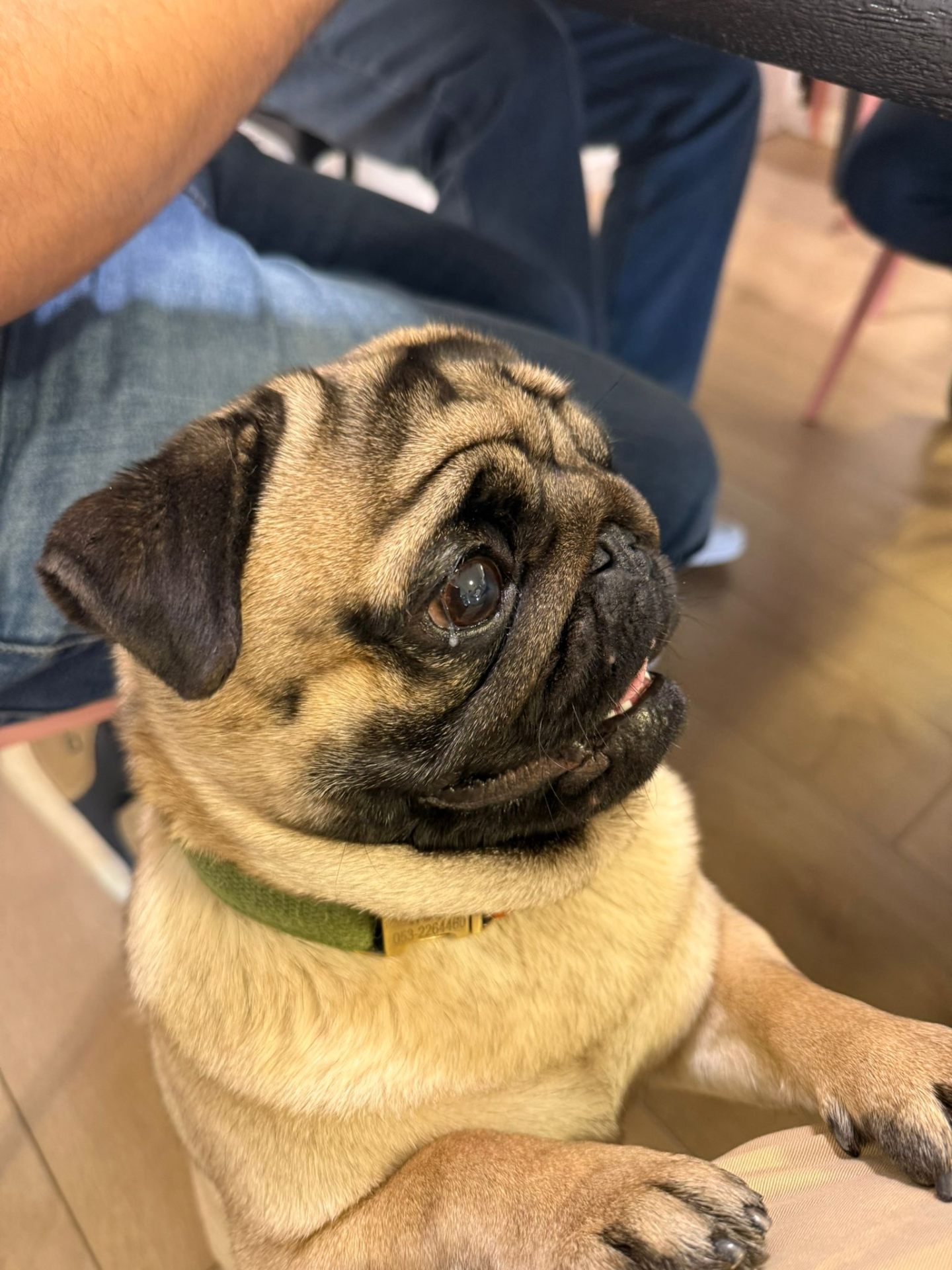 Pug looking up from under the desk