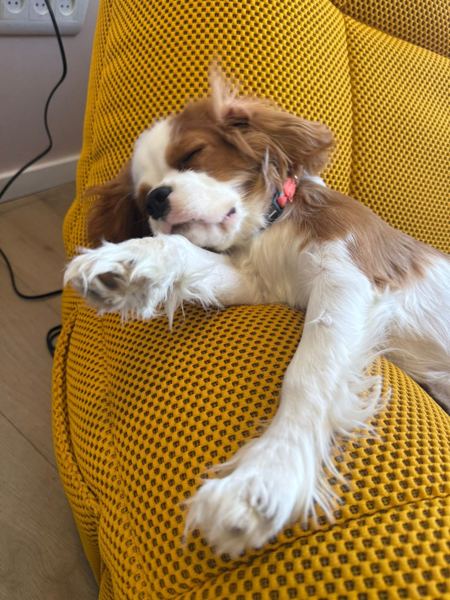 Cavalier puppy asleep on a yellow chair