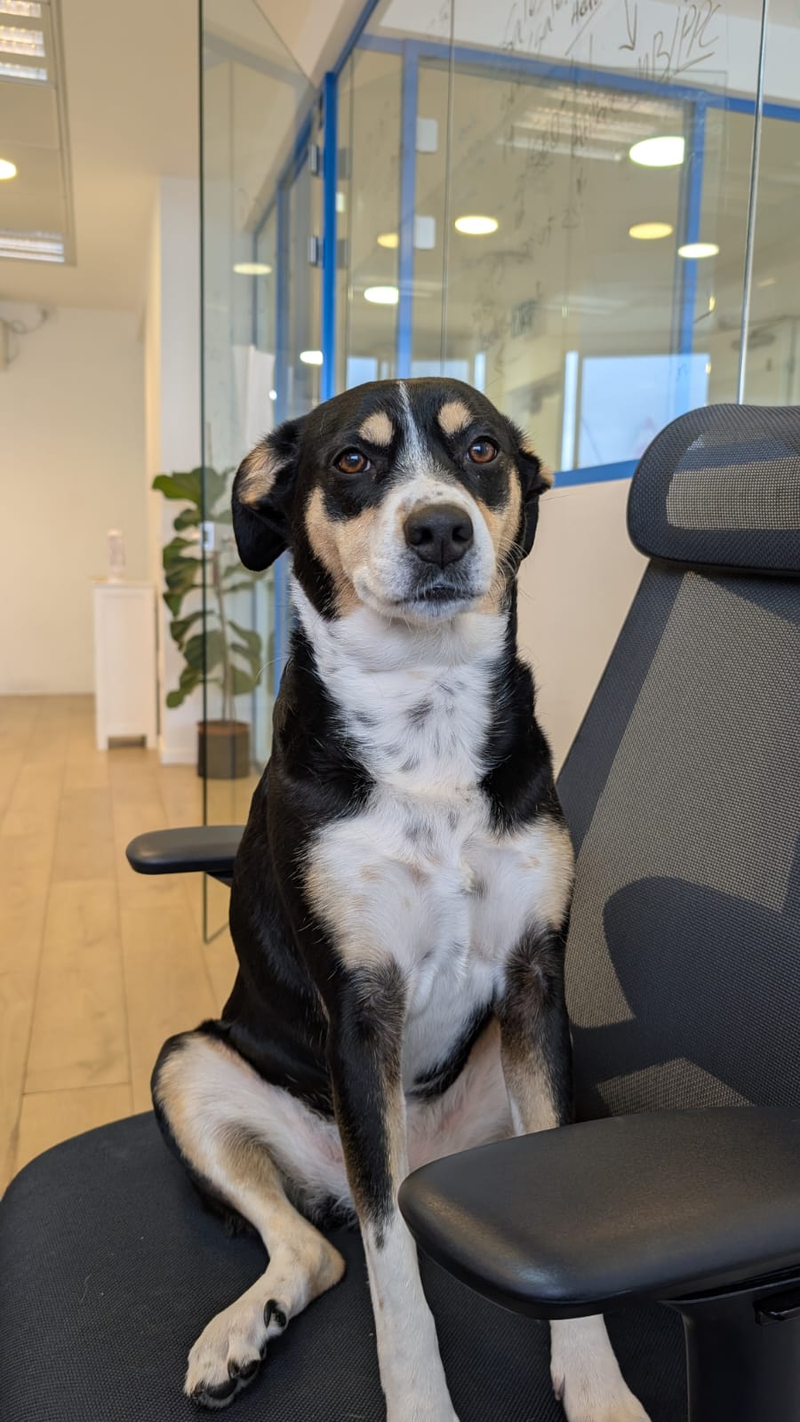 Black and white office dog sitting on a desk chair